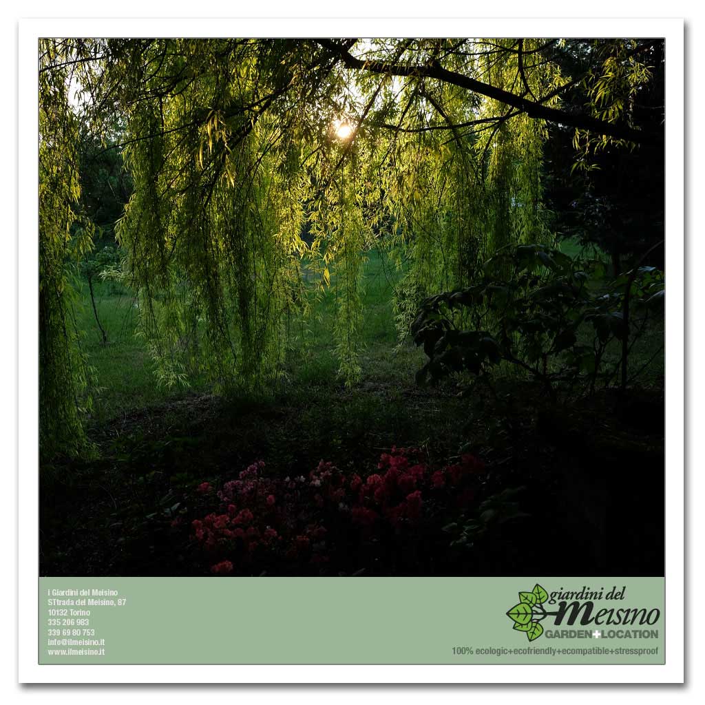 giardini meisino location torino 144